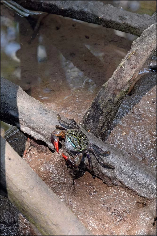 18-0430 Krabba i mangroveträsk PKK.webp