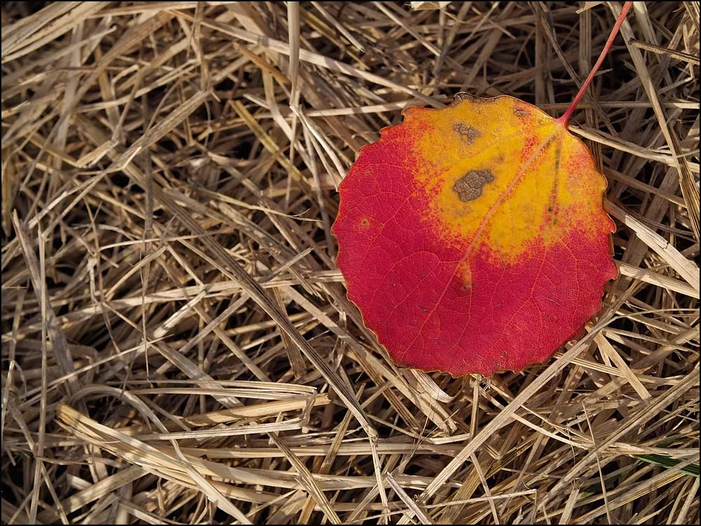 18-1477 Asplöv i gräset.webp