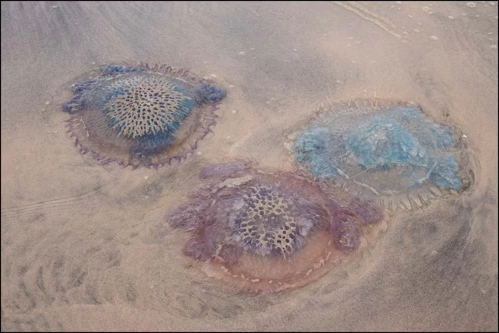 18-1563 Uppspolade maneter PKK.webp