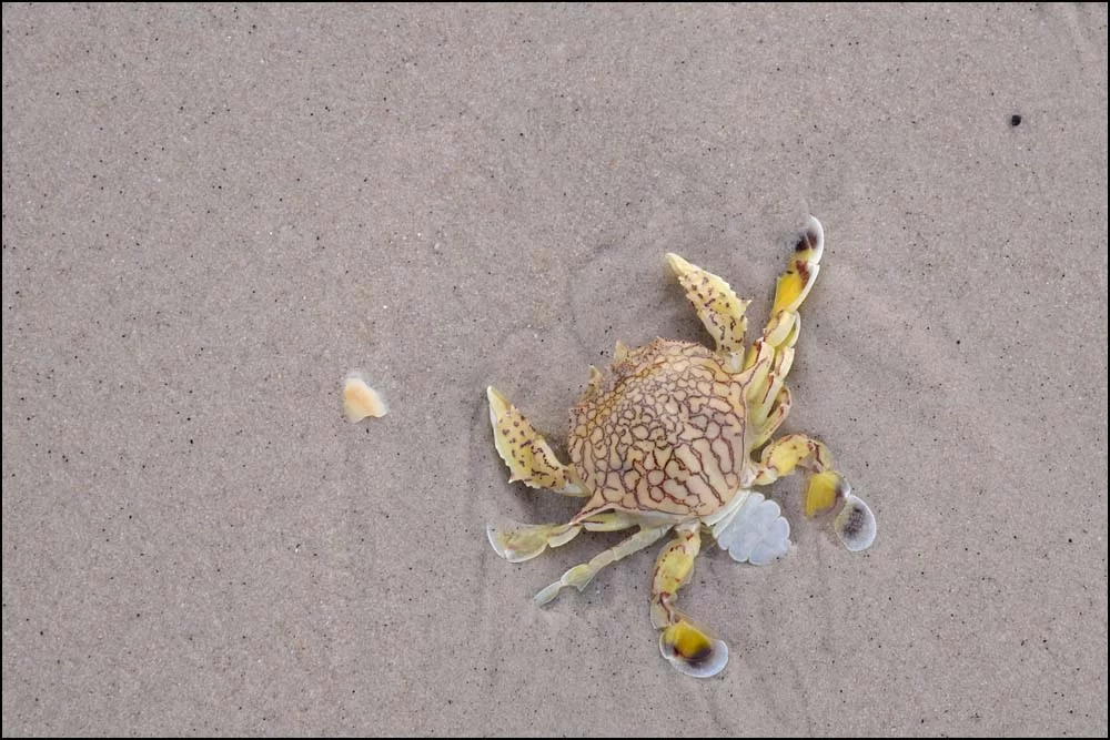 18-1564 Krabba PKK.webp