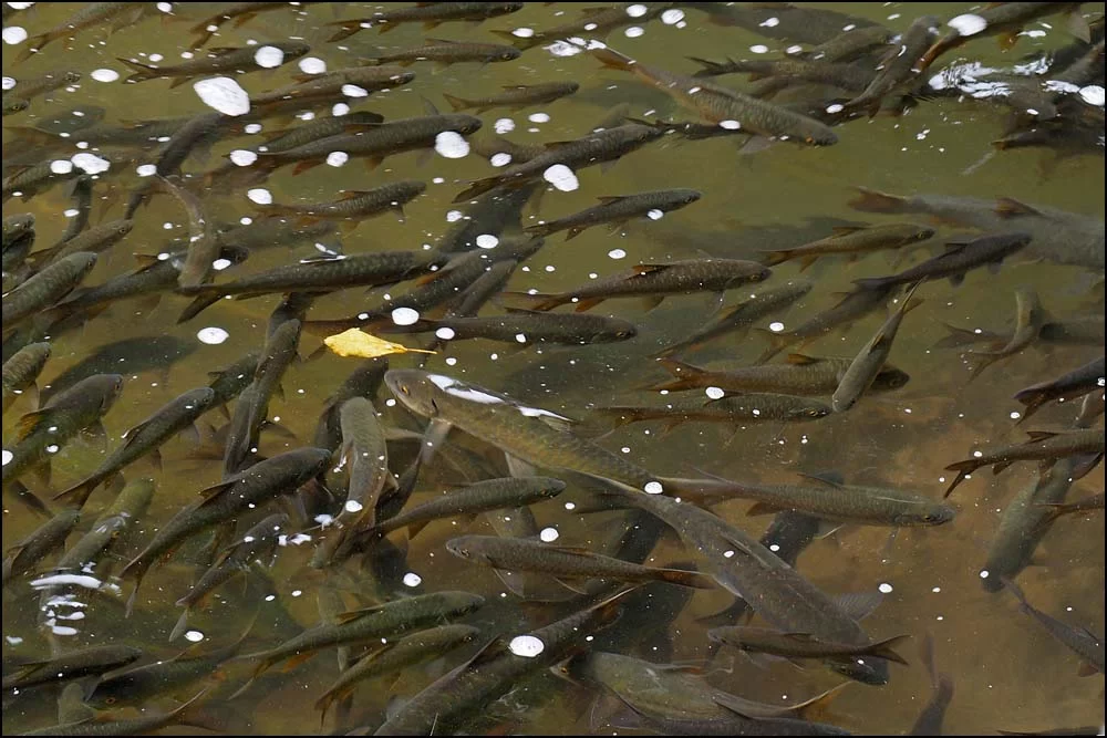 18-1589 Fisk, Pala-U waterfall PKK.webp