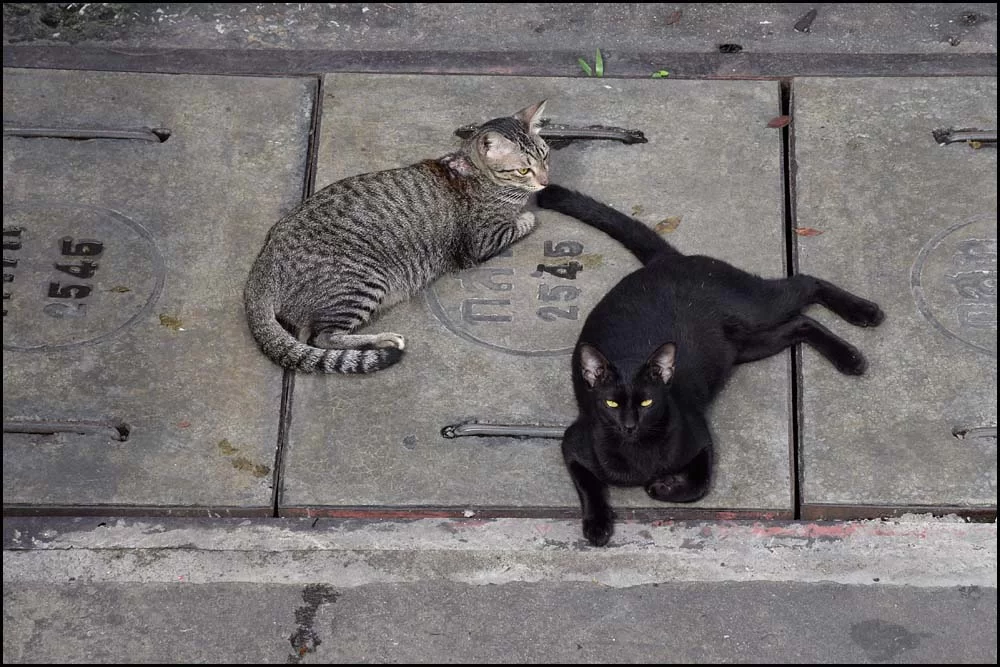 18-1623 Katter BKK.webp