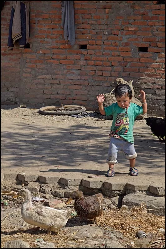 18-1709 Liten kille föser ankor KTM.webp