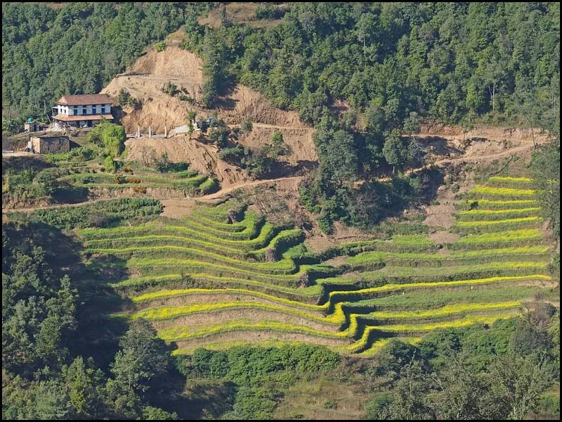 18-1735 Terrassodlingar, Panauti.webp