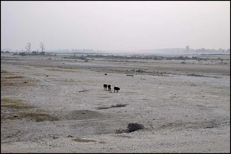 18-1936 Torr flodfåra MHN.webp