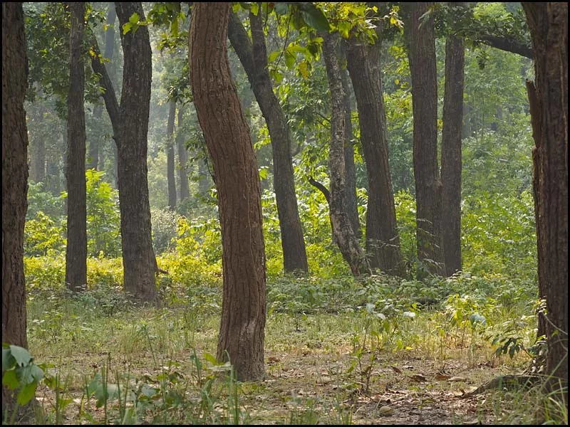 18-1948 Djungel, Shuklaphanta MHN.webp