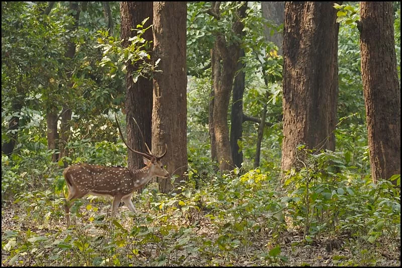 18-1949 Hjort MHN.webp