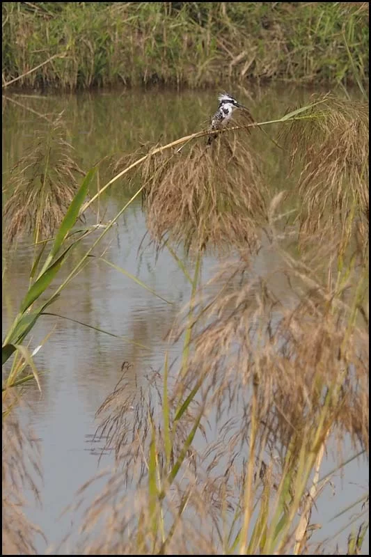 18-1957 Kungsfiskare MHN.webp