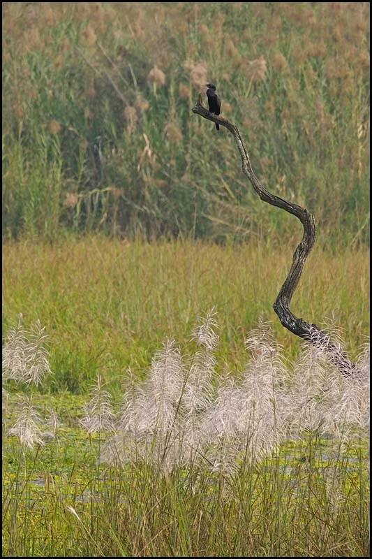 18-1961 Skarv i torrträd MHN.webp