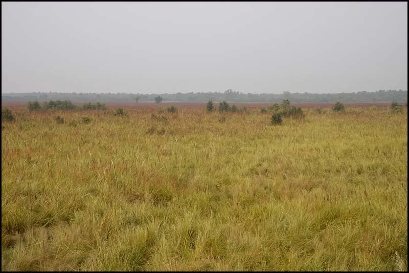 18-1965 Grässlätt, Shuklaphanta MHN.webp