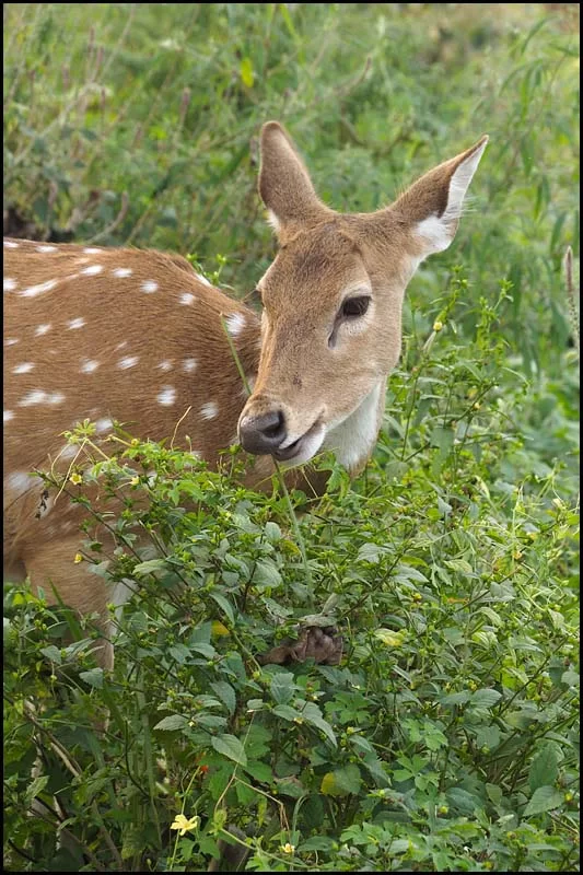 18-1975 Betande hjort MHN.webp