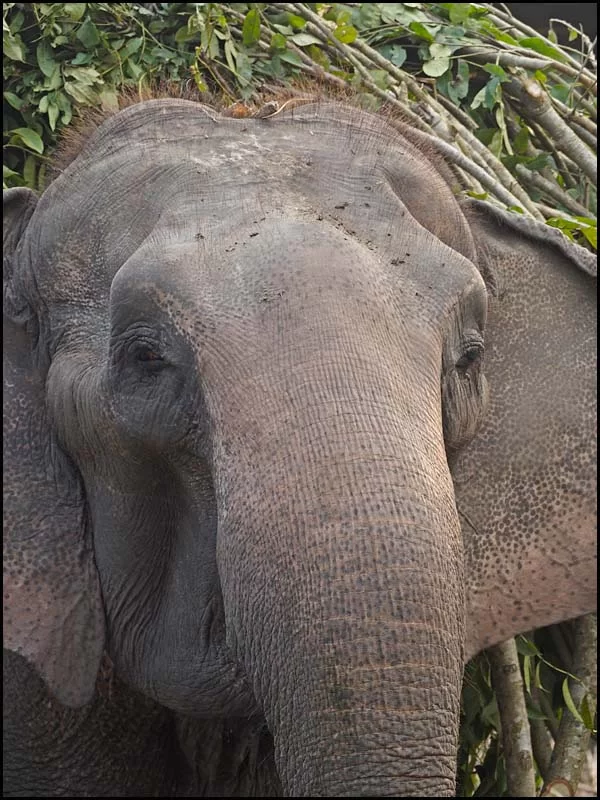 18-1979 Elefant MHN.webp