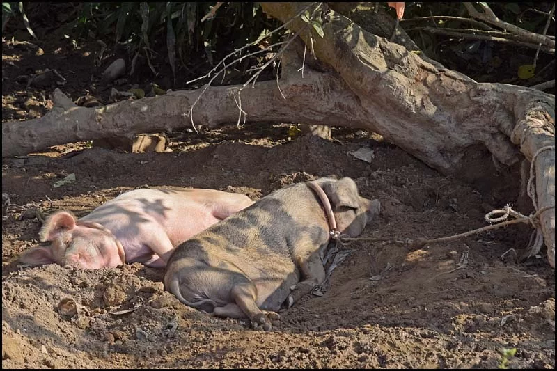 18-2057 Två sovande grisar MHN.webp