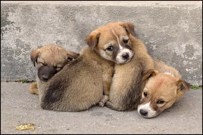 18-2129 Hundvalpar, Sanothimivägen.webp