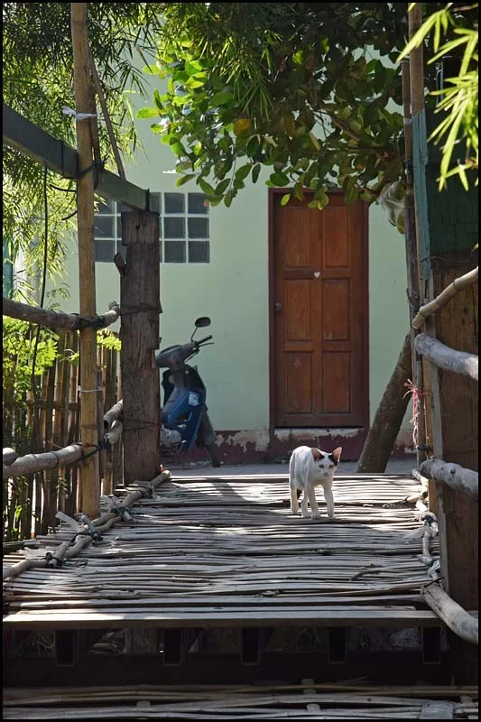 18-2207 Katt på bambubro CHM.webp