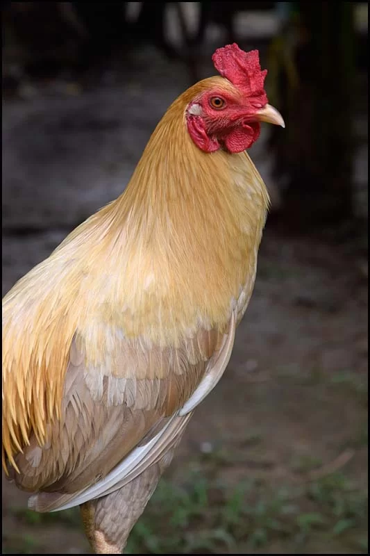 18-2390 Tupp CEB.webp