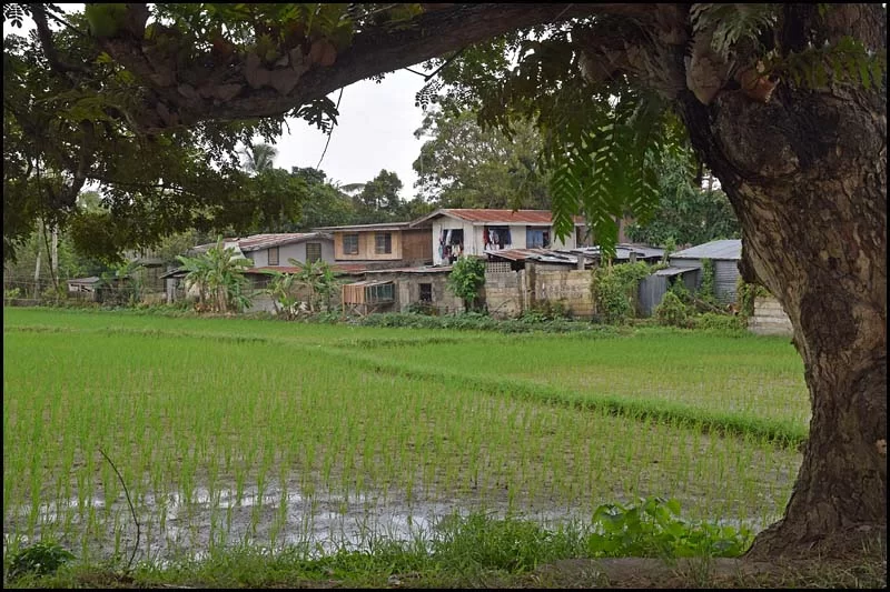 18-2419 Träd och bebyggelse CEB.webp