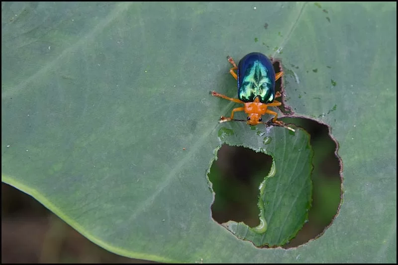 18-2422 Metallglänsande skalbagge CEB.webp