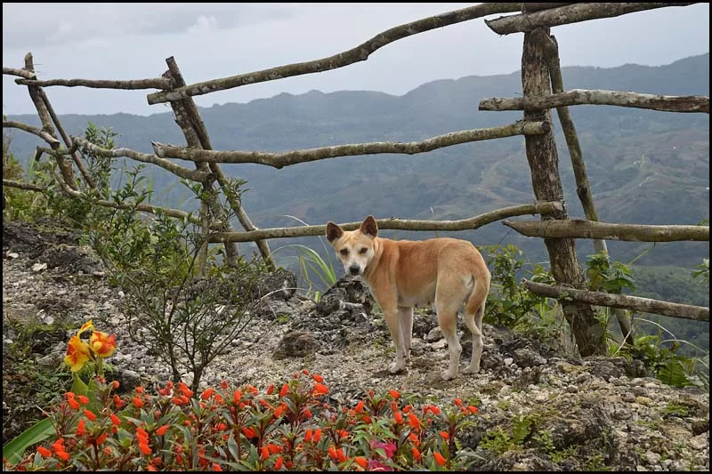 18-2433 Guidens hund CEB.webp