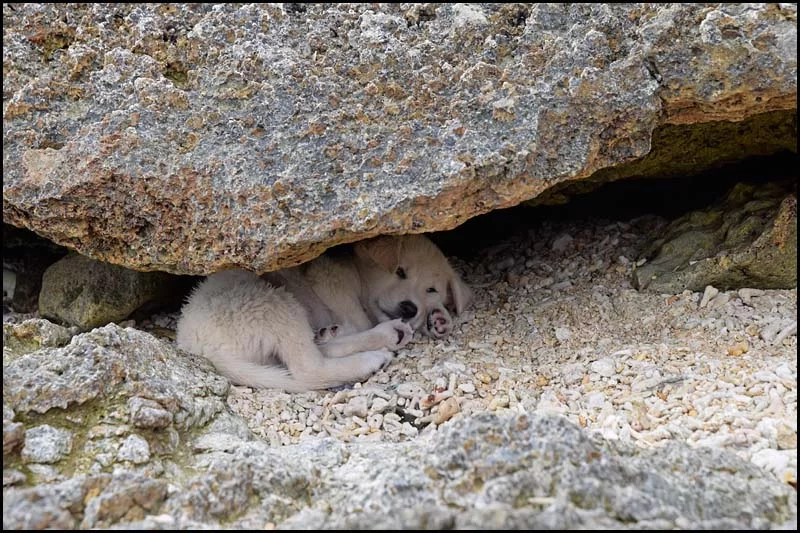 18-2480 Hundvalp under stenblock CEB.webp