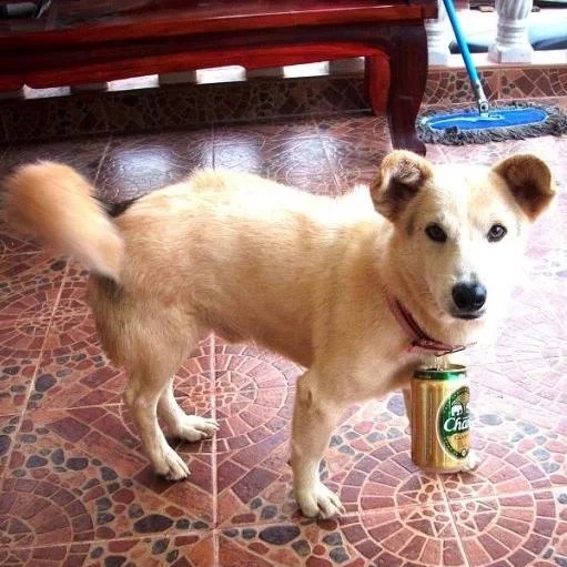 18393_1128152173876755_3267046528755149275_n (1).webp