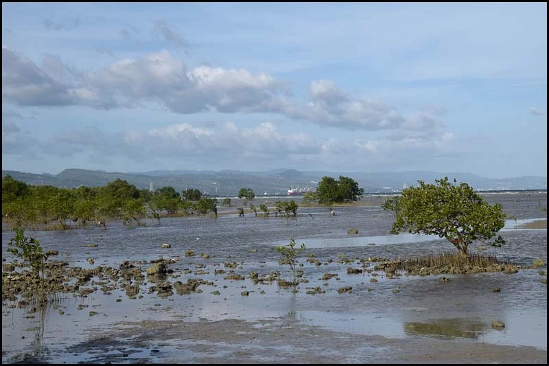 19-0005 Mangrovestrand CEB.webp