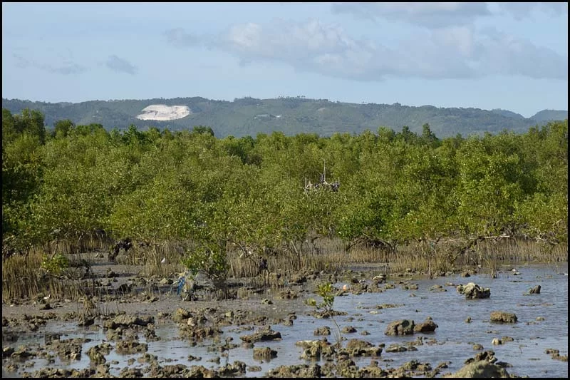 19-0007 Mangrovestrand CEB.webp