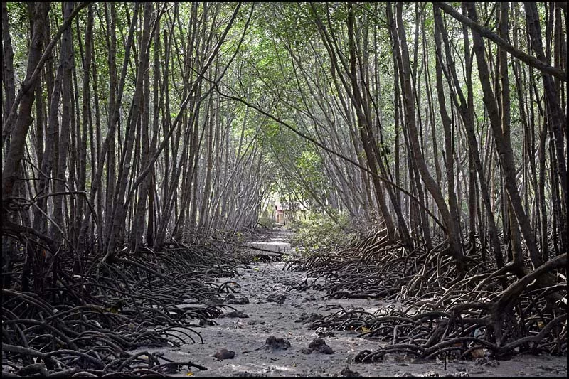 19-0020 Mangroveskog CEB.webp