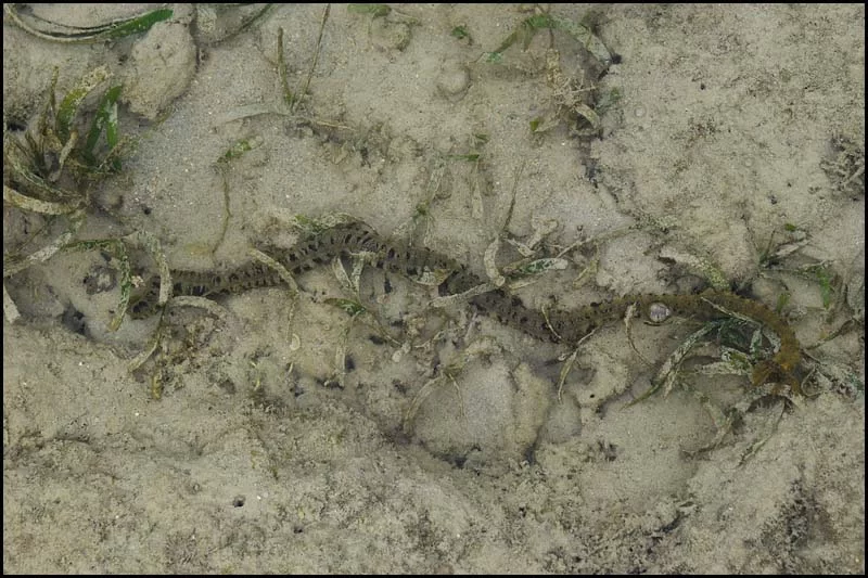 19-0025 Sjömask CEB.webp