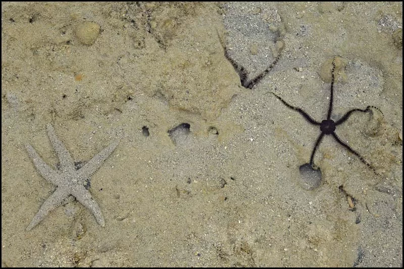 19-0028 Sjöstjärnor CEB.webp