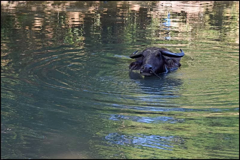 19-0036 Badande buffalo CEB.webp