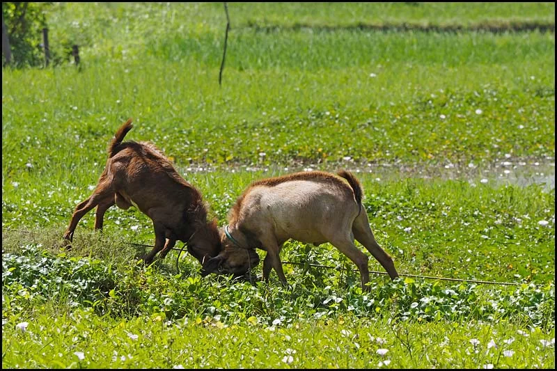 19-0037 Stångande getter CEB.webp