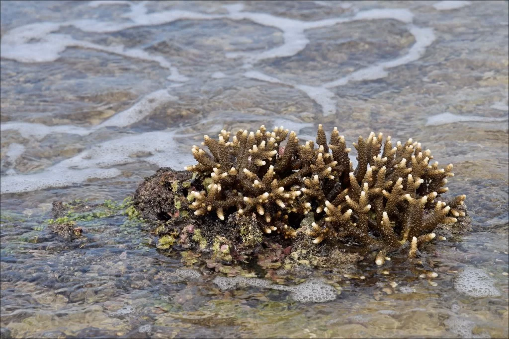 19-0051 Djur eller växt, Badian CEB.webp