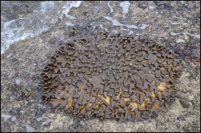 19-0052 Blötdjur, Badian CEB.webp