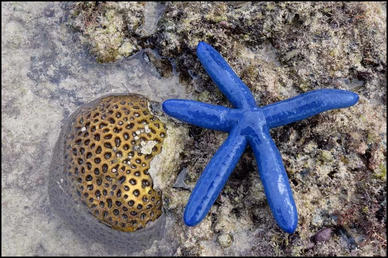 19-0053 Blå sjöstjärna och korall CEB.webp
