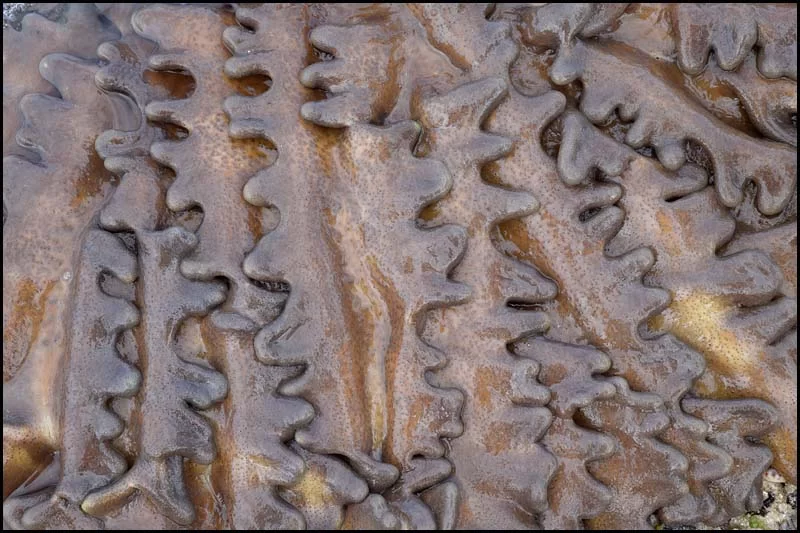 19-0054 Yta på blötdjur CEB.webp