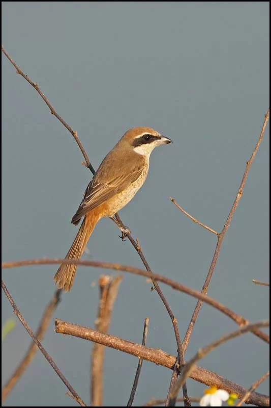 19-0102 Törnskata PYO.webp