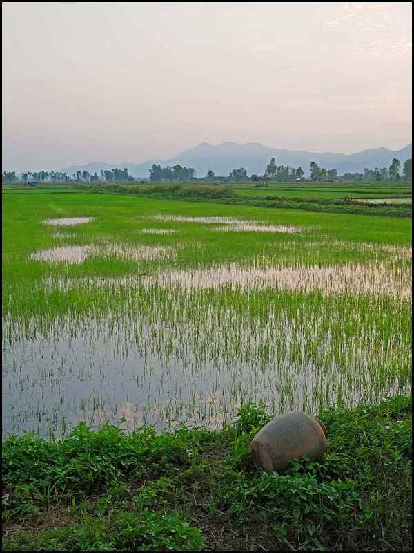 19-0886 Kruka vid risfält CHR.webp