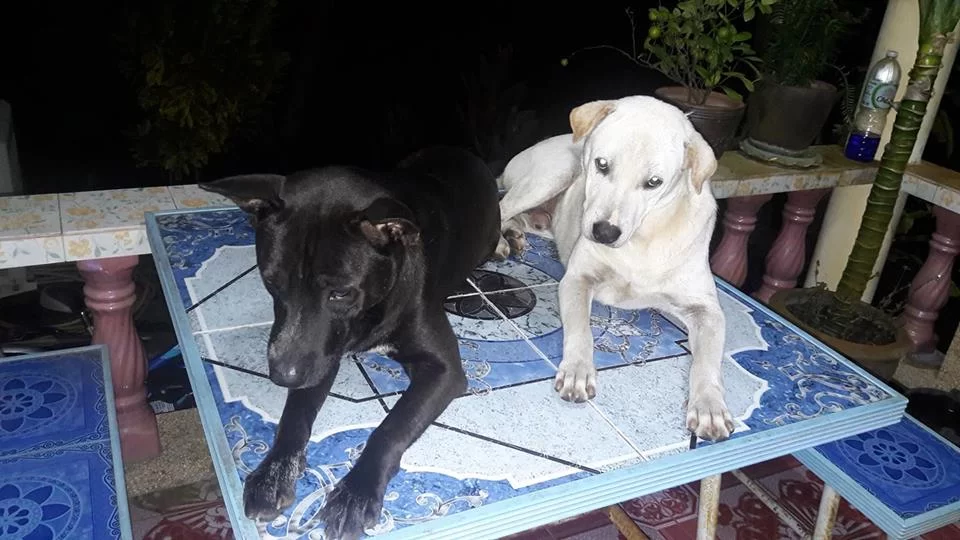 19141877_839574029523930_2021558896_n (1).webp