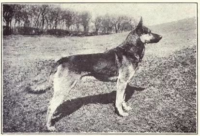 1915GermanShepherd.webp