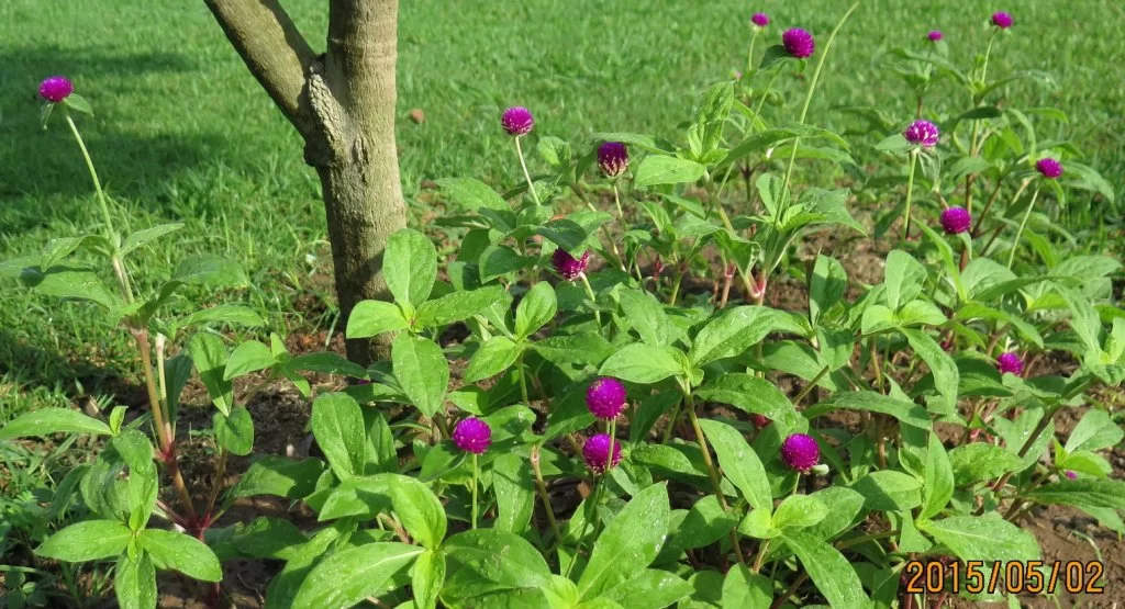 2015-05-02 08-01-00_0003.webp