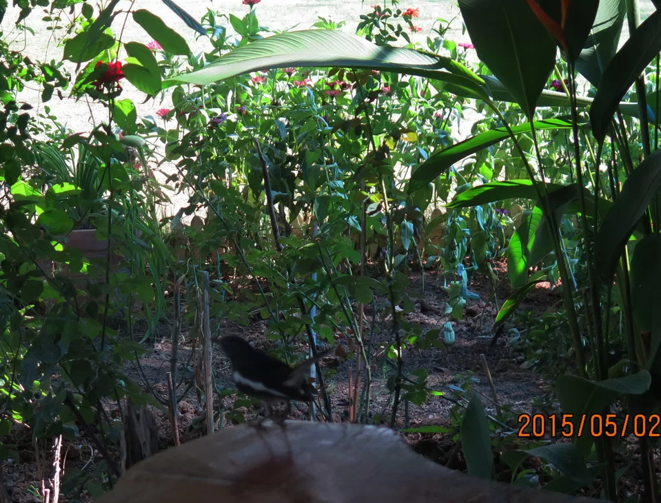 2015-05-02 Bird.webp