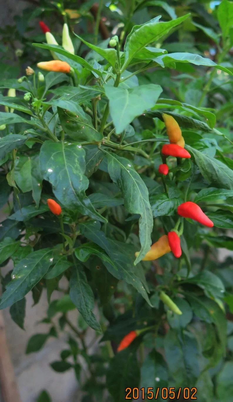 2015-05-02 Chili.webp