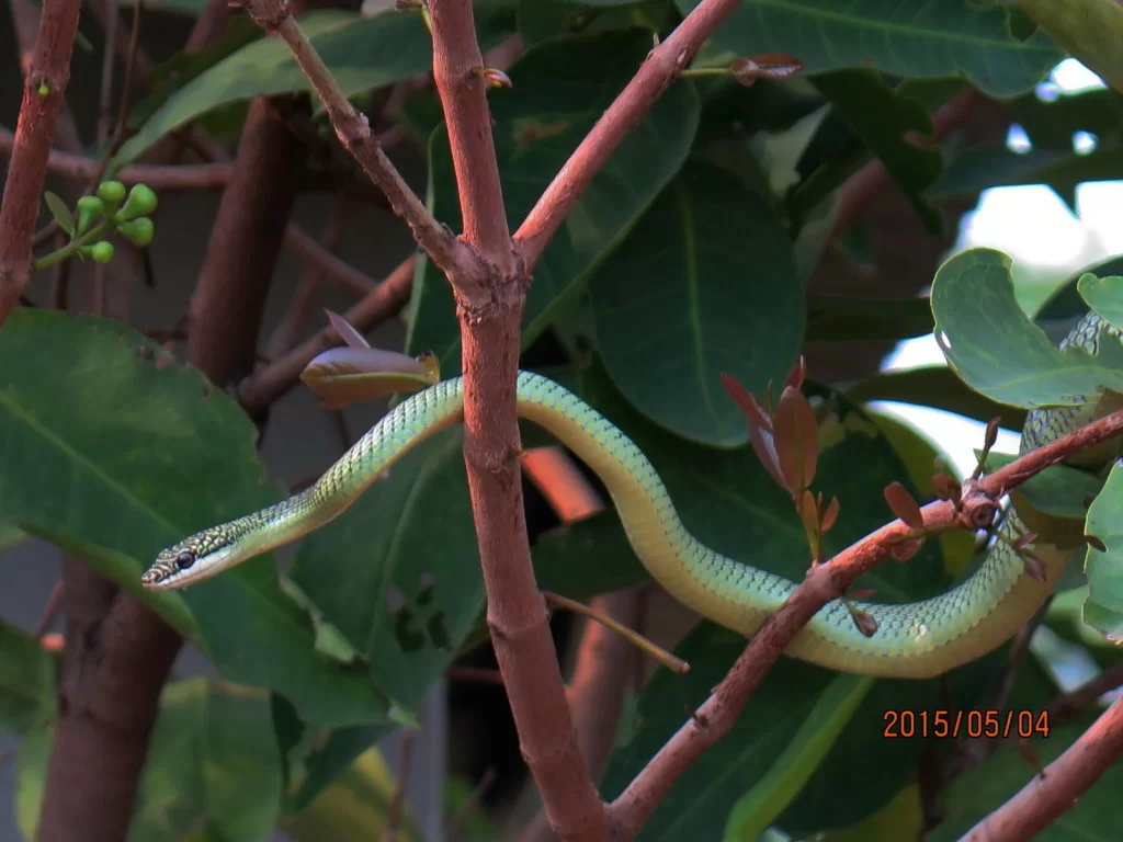 2015-05-04 16-11-09_0001.webp