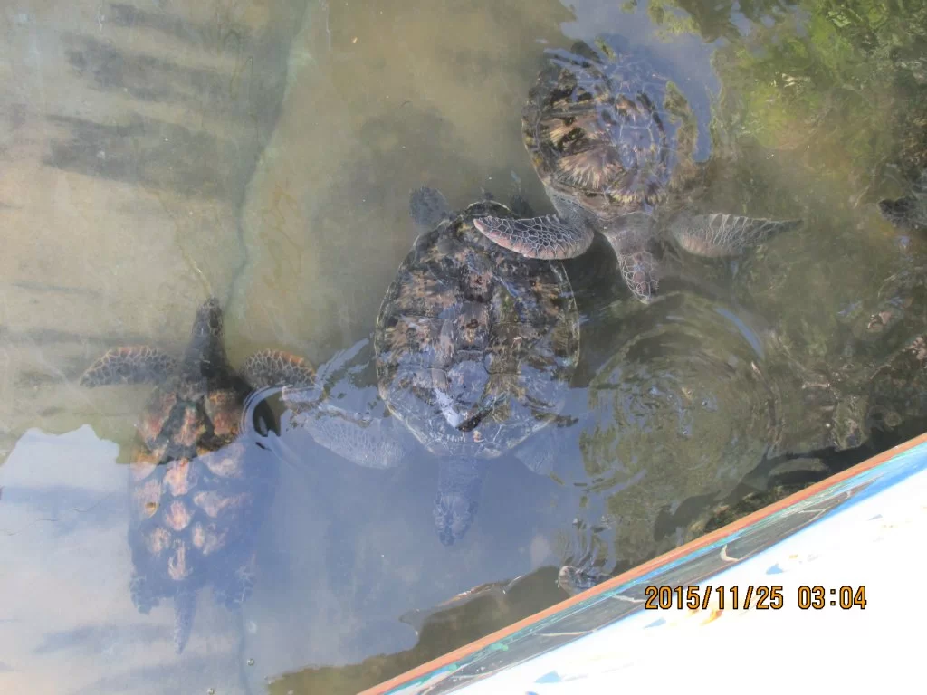 2015-11-25 03.04.12.webp