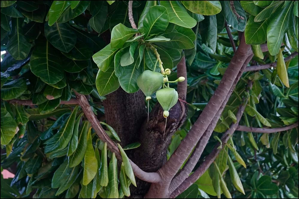 22-1301 Oätliga trädfrukter PKK.webp