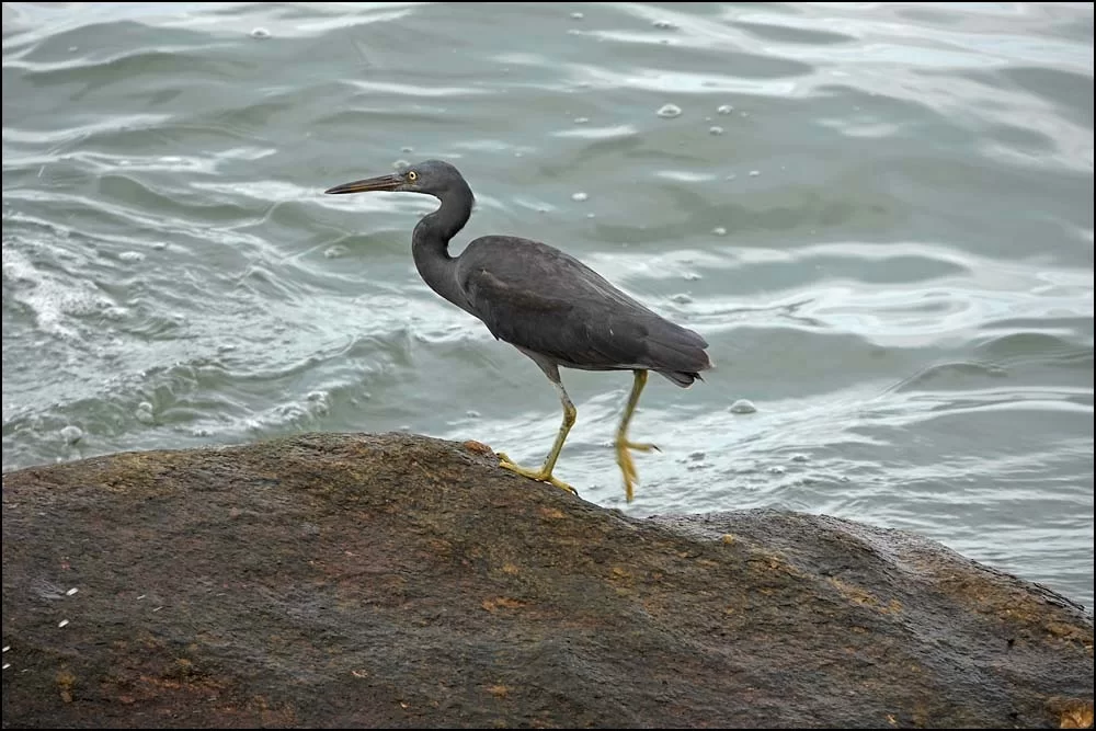 22-1306 Korallhäger PKK.webp