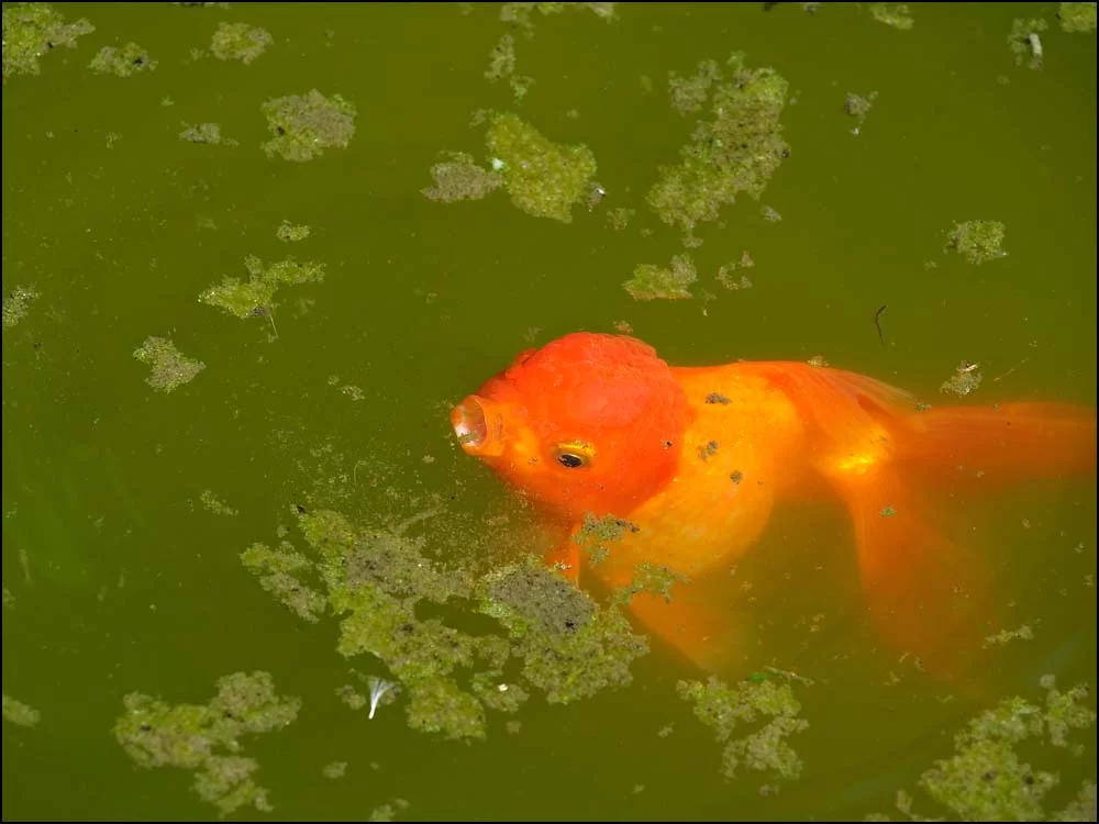 22-1311 Guldfisk i damm PKK.webp