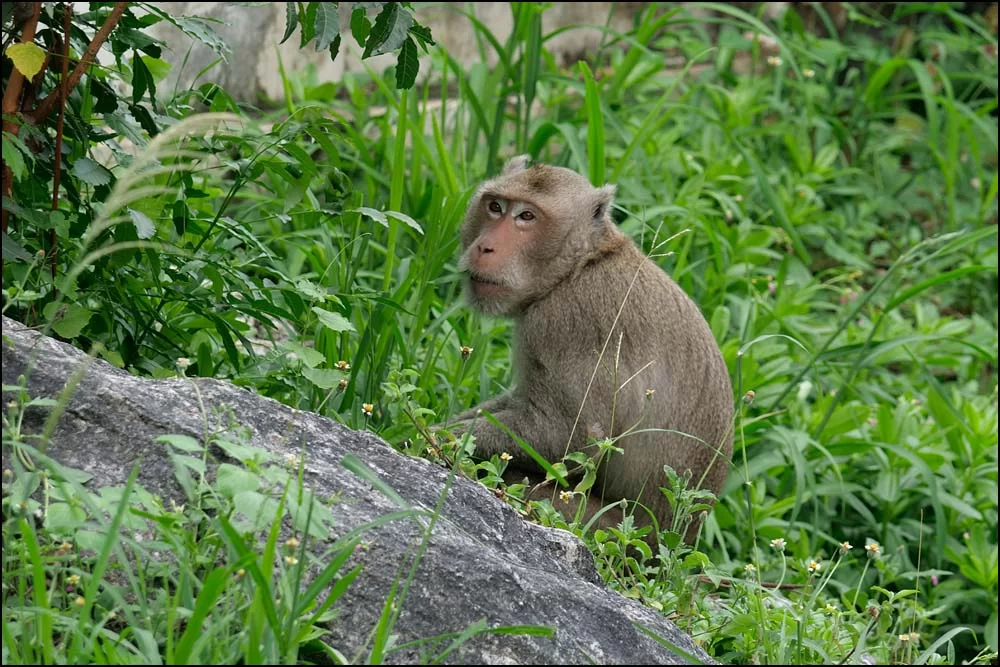 22-1312 Apa, Khao Phithak PKK.webp