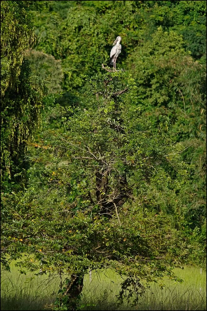 22-1325 Stork i Träd PHL.webp